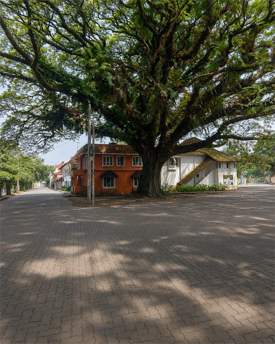 Peter Celli Street